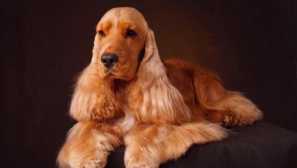 Anglický kokršpaněl: historie plemene a psí charakter